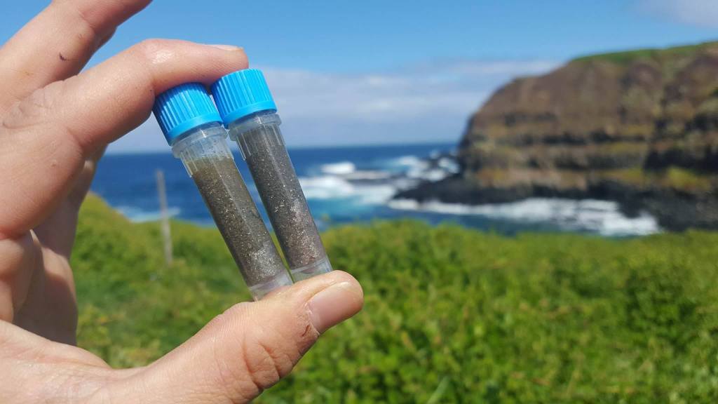 Precious samples. Little penguin poo sparkles because it is full of tiny fish scales. Credit: Cathy Cavallo