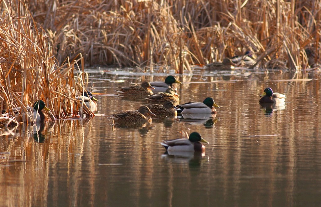 Group of male and female mallards (Anas platyrhynchos). Mallards have been found to disperse many different seeds via gut passage (Author: Nicky Petkov)