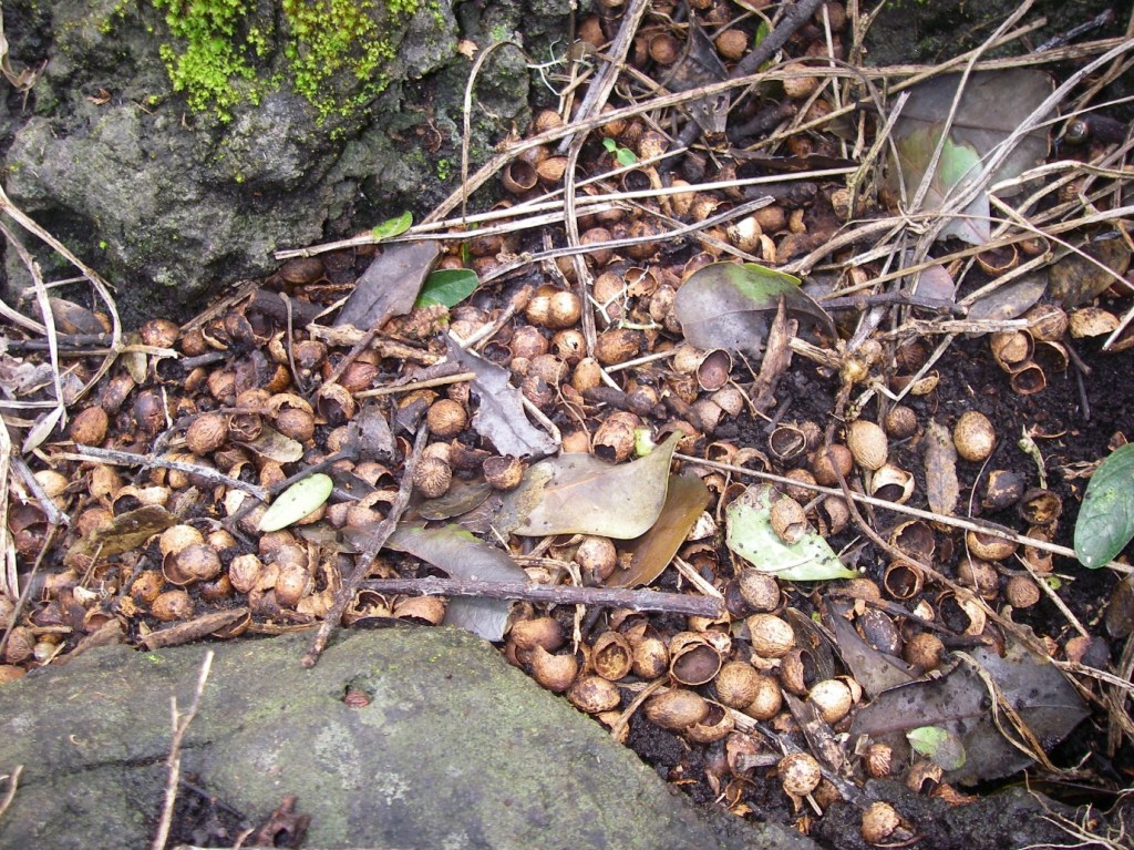 Santalum paniculatum seeds destroyed by rats in Hawaii. Credit: Don Drake.