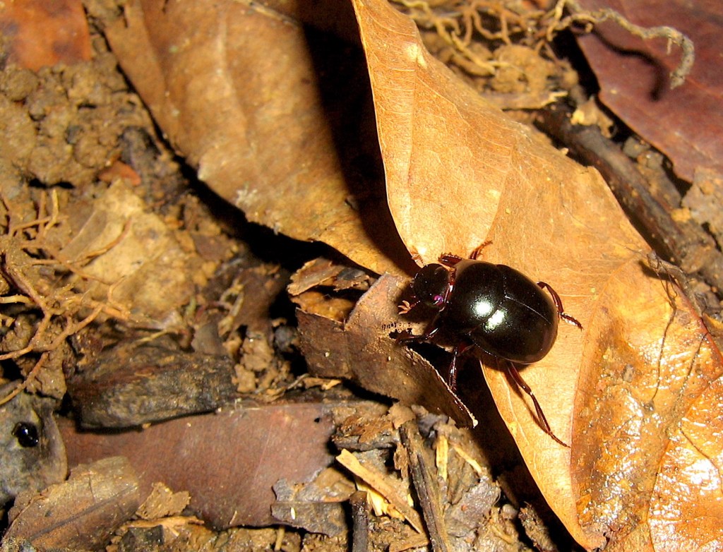 A common roller dung beetle of the area- Sylvicanthon aequinoctialis (Harold, 1868).