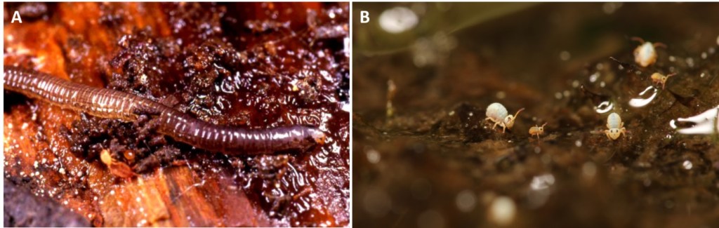 A – Gnat larva (Mycetophilidae) which feeds inside fungal fruiting bodies and B – Springtails on dead leaves, important fungal feeders in forest soil food webs. Photo credits Stefan Scheu, Sarah Bluhm.