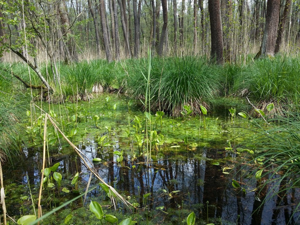 Alder carr community with a dominant species Carex elata (at the back) and threatened species Calla palustris (in the front)