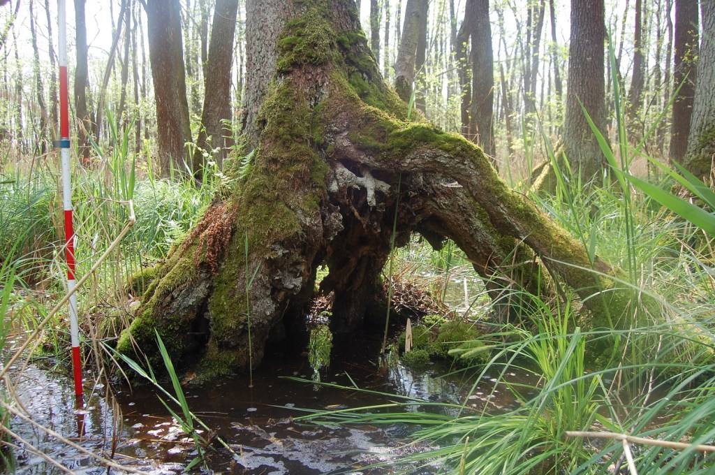 Black alder (Alnus glutinosa) swamp forest; The nature reserve Vrbenské Ponds near Budweis in South Bohemia