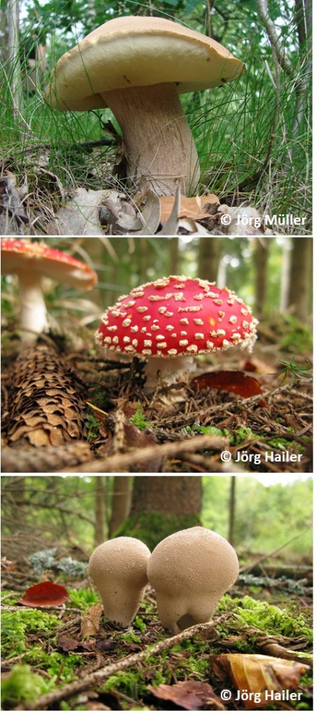 Fruiting bodies of ectomycorrhizal and saprotrophic fungi similar to those analysed along with gnat larvae living and feeding inside. Photo credits: Jörg Müller, Jörg Hailer.