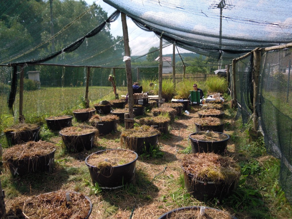 Garden experiment and biomass collecting, summer 2015