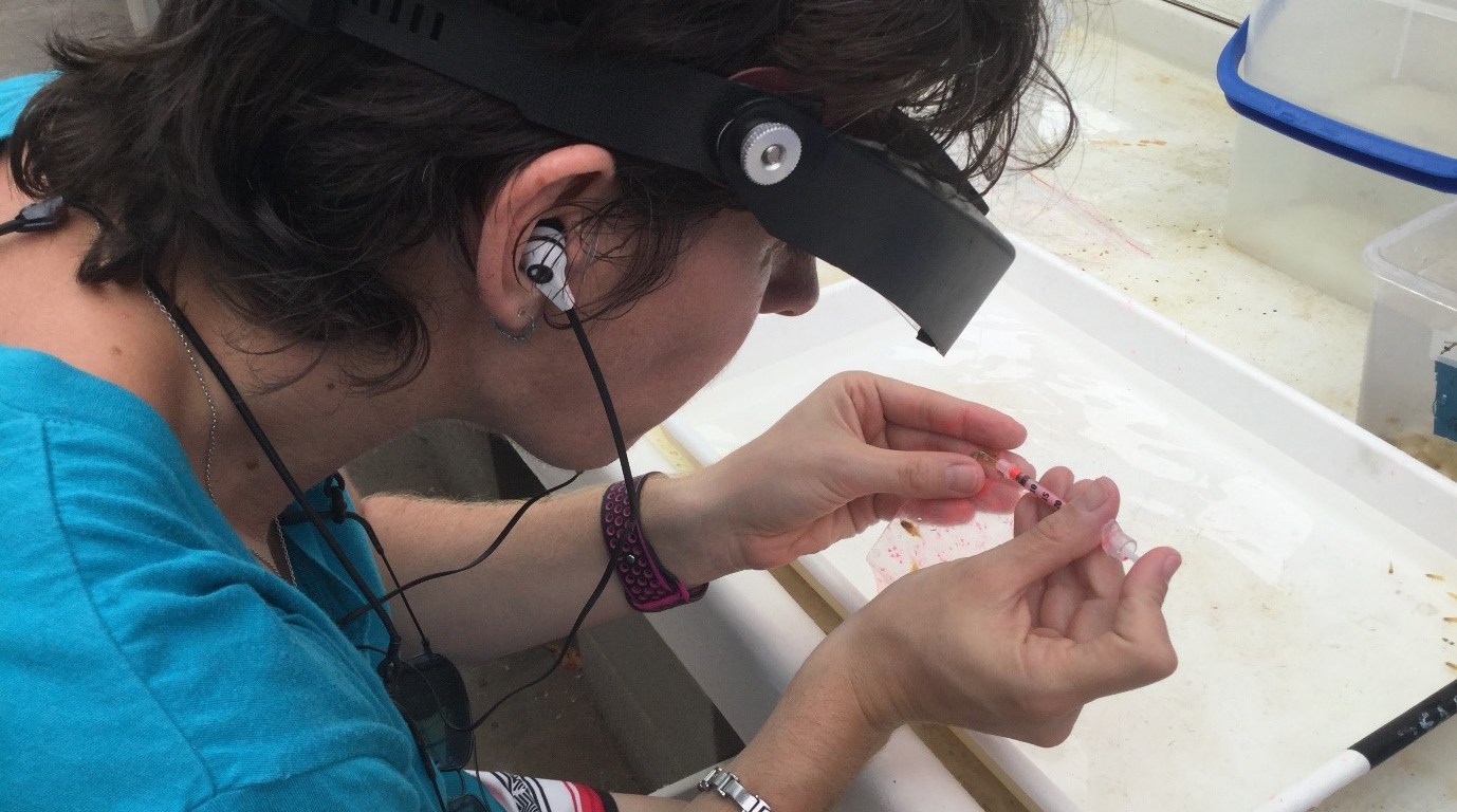 I'm inserting an elastomer tag in a juvenile damselfish, so they can be identified in the field once released. Photo courtesy of Doug Chivers.