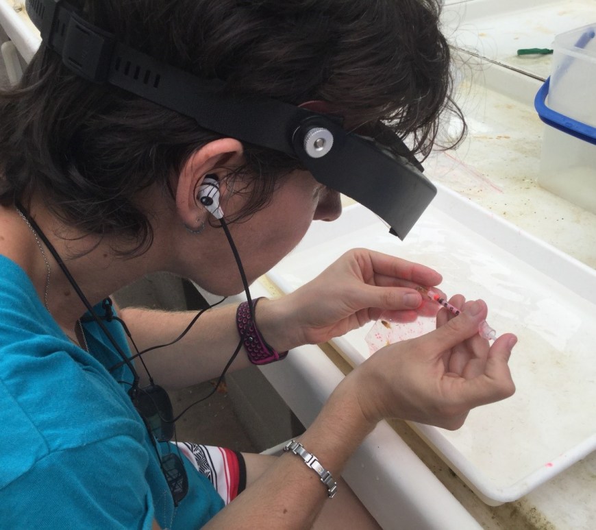 I'm inserting an elastomer tag in a juvenile damselfish, so they can be identified in the field once released. Photo courtesy of Doug Chivers.