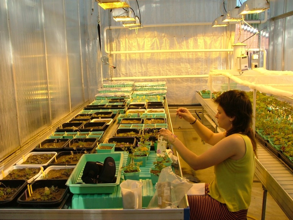 Working in the greenhouse in Oulu, Finland.
