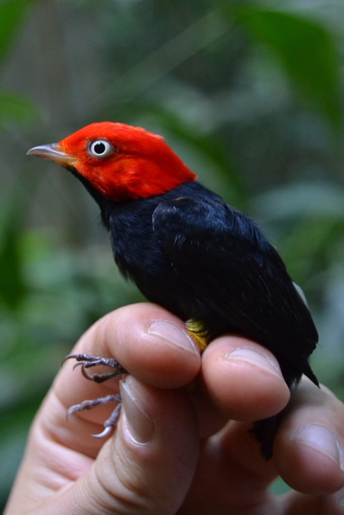 An adult male Red-capped Manakin (Ceratopipra mentalis), the most commonly captured bird species in the long-term mist netting dataset. Photo credit: Diego Rincón, 2013.