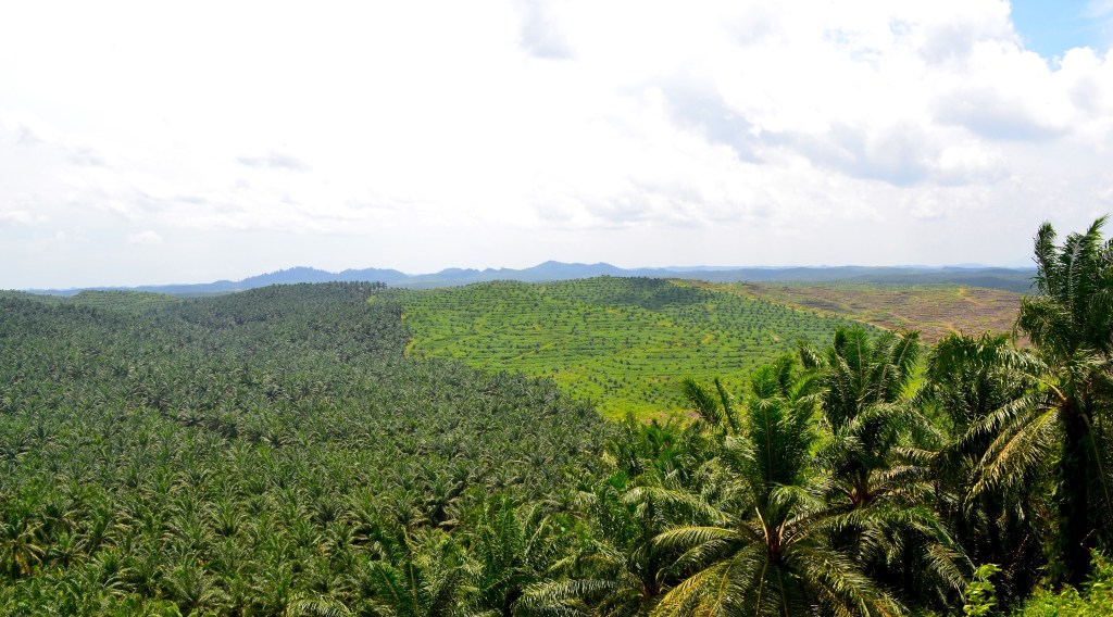 Oil palm plantation in the South-East of Sabah, showing the different stages of oil palm tree growth from first planting to mature trees. Embedded rainforest remnants can be seen on the horizon.