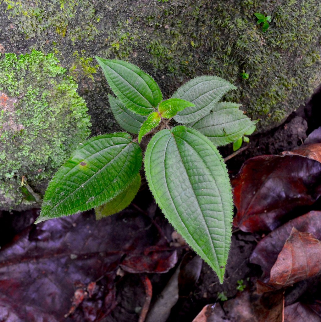 The most common exotic species, invasive shrub Clidemia hirta, found inside rainforest remnants in Sabah.