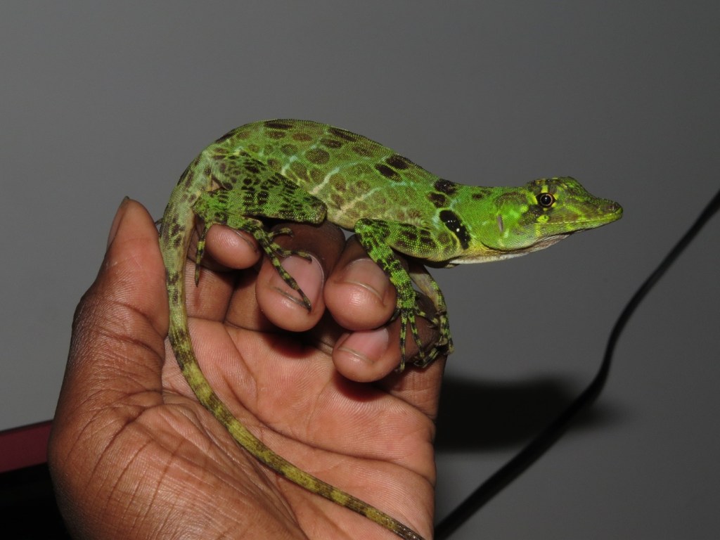 My favorite type of anole, Anolis princeps: this photo was taken during my undergrad thesis.