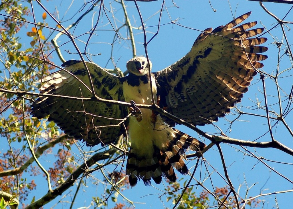 The infamous Harpy Eagle (Harpia harpyja) that attacked Henry during his dissertation fieldwork. Photo credit Torrey Rodgers, 2011.