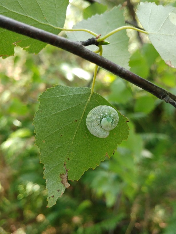 A moth on a birch leaf (c) Inge VAN HALDER