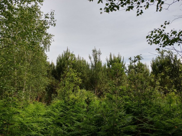 The ORPHEE experimental site in Southwestern France in 2018 (c) Bastien CASTAGNEYROL