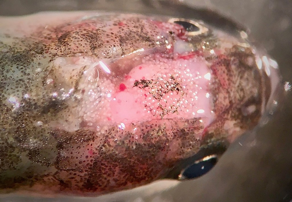 A euthanized California killifish (Fundulus parvipinnis) with its brain exposed, revealing its infection with the trematode parasite Euhaplorchis californiensis. Each of the small dots visible on the brain is an individual parasite. (photo credit Lauren Nadler).