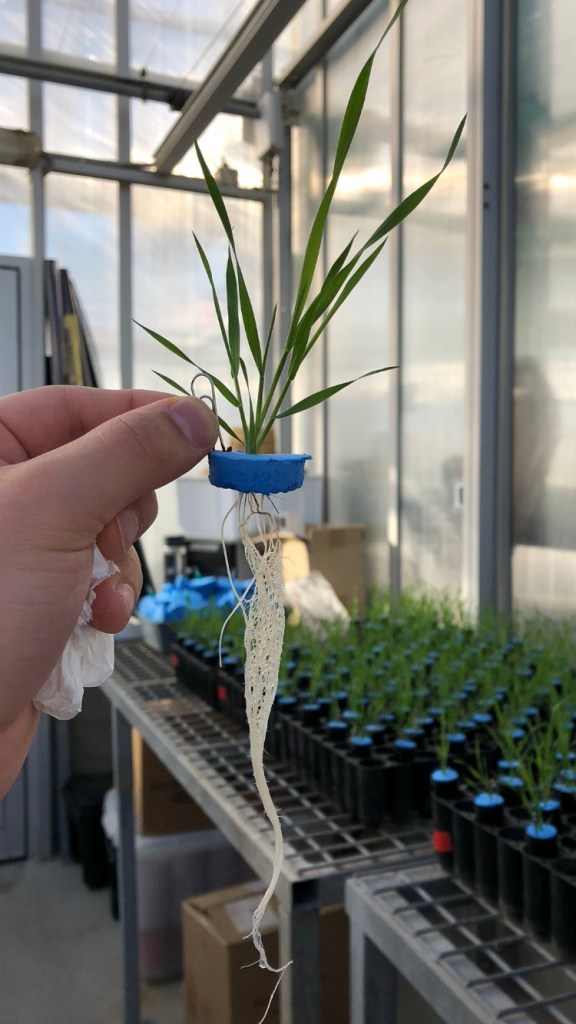 Brachypodium distachyon grown in the hydroponic setup used in this study.