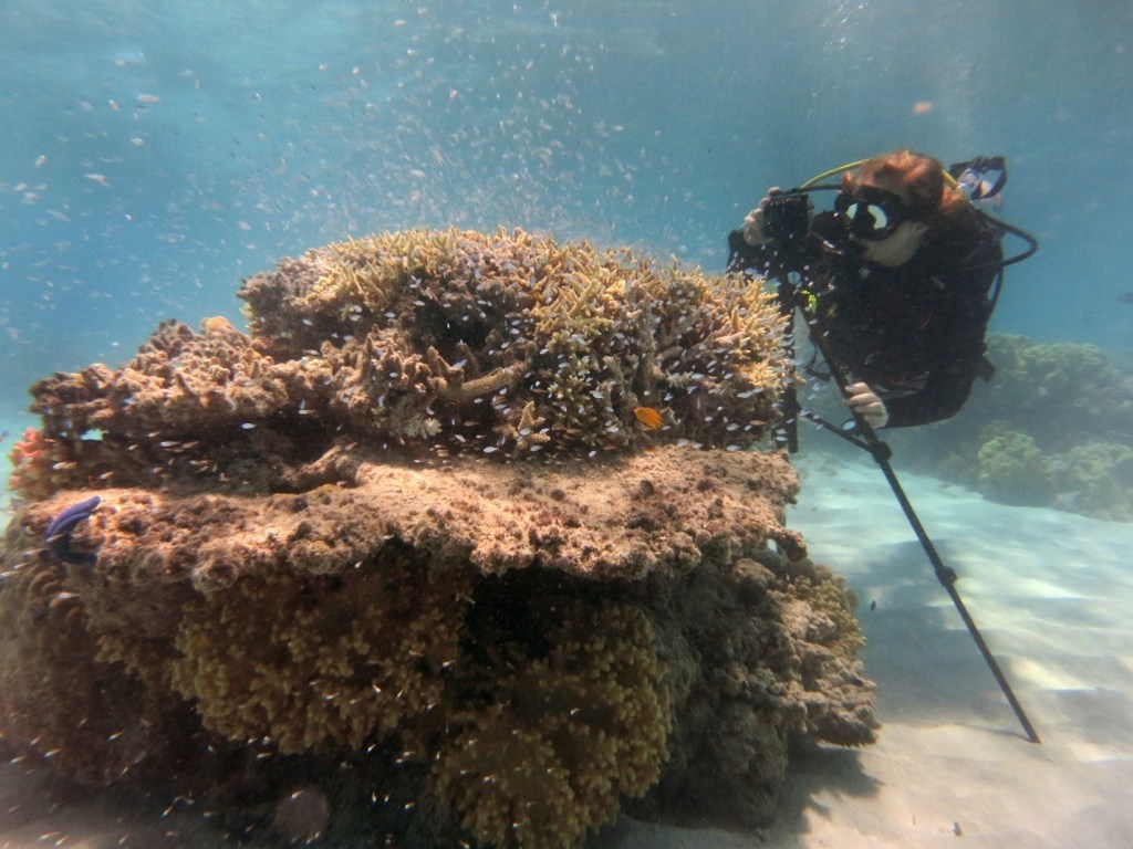 Dr. Lauren Nadler recording fish social behaviours on SCUBA using a 3D stereocamera on the Great Barrier Reef, Australia (photo credit Eva McClure).