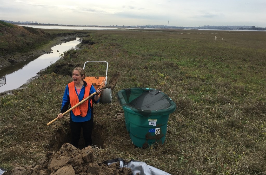 Dr. Lauren Nadler preparing field study mesocosms at the Kendall-Frost Mission Bay Marsh Reserve in San Diego, California, where the killifish used in this study were collected. (photo credit Stephen Brown).