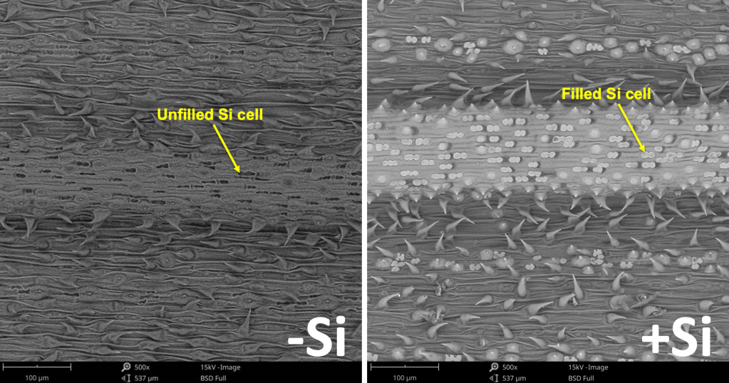 Scanning Electron Microcope (SEM) image of Brachypodium distachyon leaves devoid of Si (-Si, left) and Si-supplemented (Si+, right).