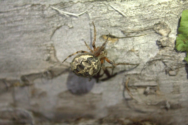 A female orb-weaving spider (Larinioides patagiatus) near a web retreat.