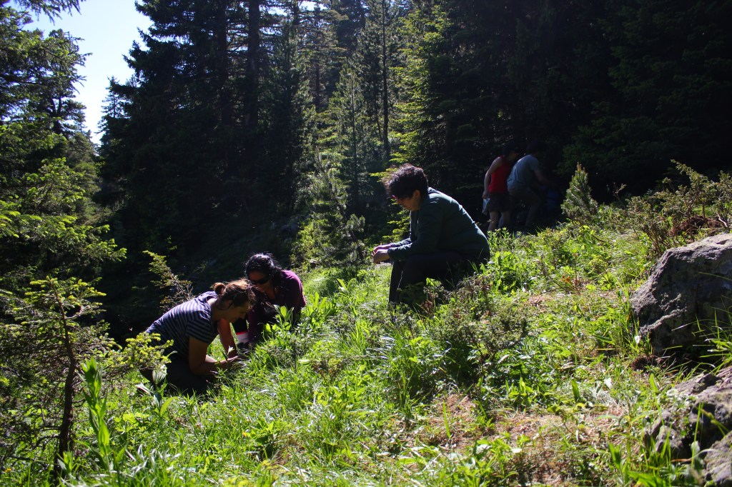 Finding the right grass species: Monique Weemstra, Nereyda Cruz-Maldonado (Ph.D. student, AMPA, France), Dr. Leonor Jiménez (INECOL, Mexico)