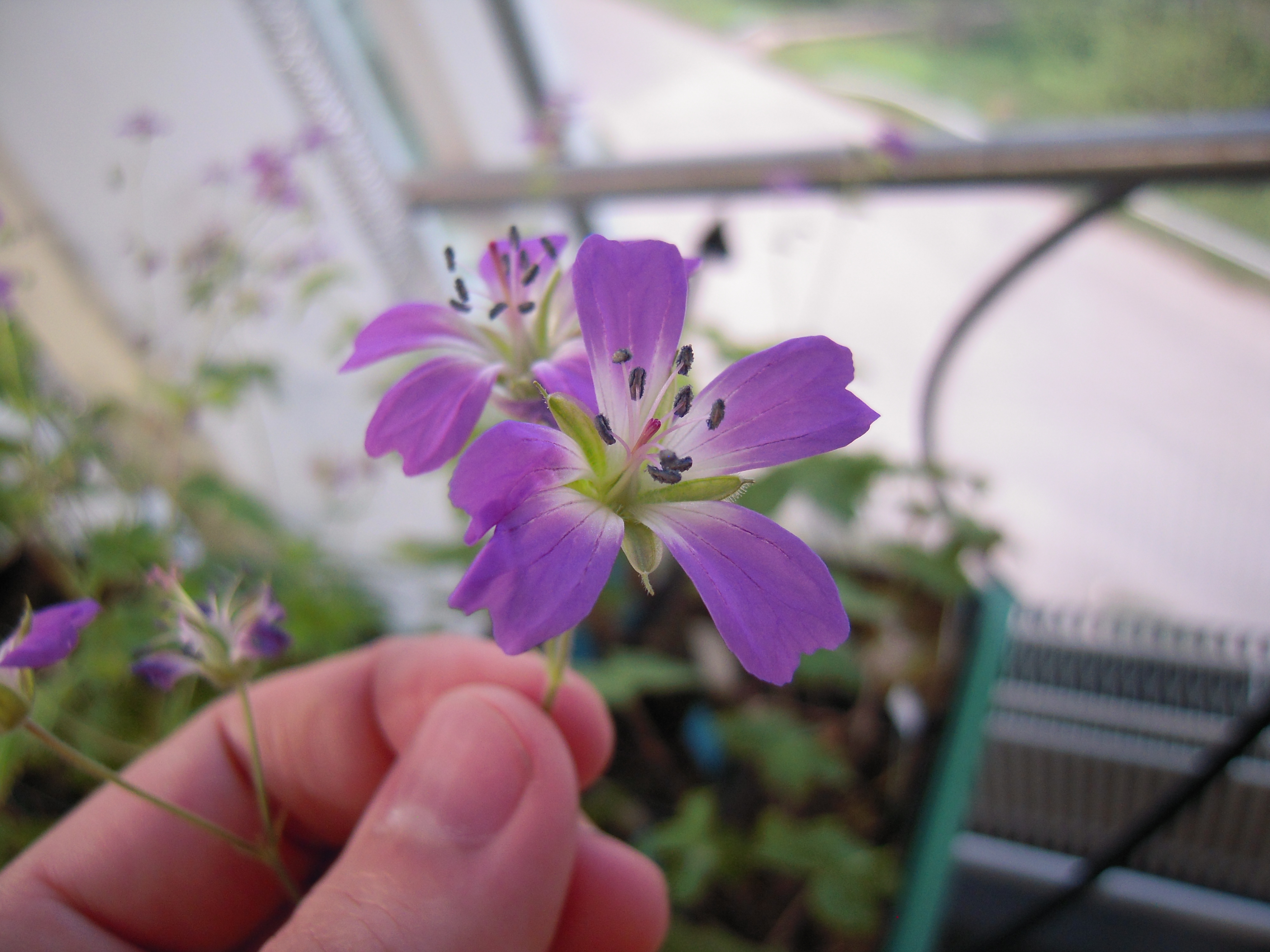 Close up of the flowers of Geranium sylvaticum, one of Sandra's favourite study systems.