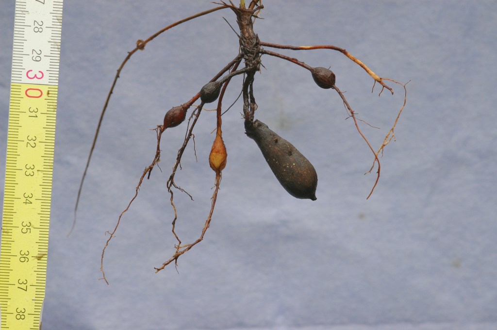 belowground organs (short epigeogenous rhizome and storage root tubers) of meadow herb Filipendula vulgaris