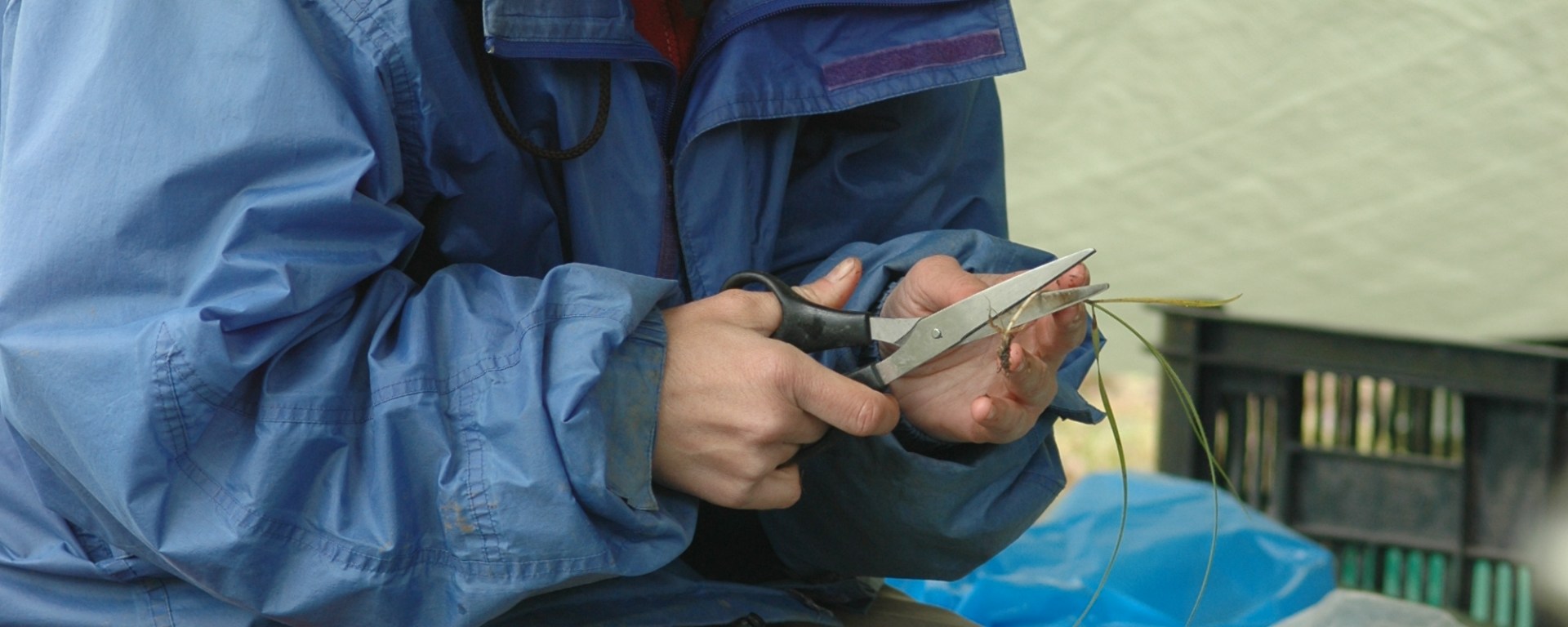 Jitka Klimesova sorting biomass in field
