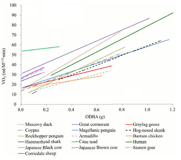 Figure 1A from the publication. Examples of relationships for various animals between rate of energy expenditure (oxygen consumption) and a proxy (body motion, represented by the derivative ‘overall dynamic body acceleration’) during terrestrial locomotion. For every species, the relationship does not pass through the origin and thus is not proportional.