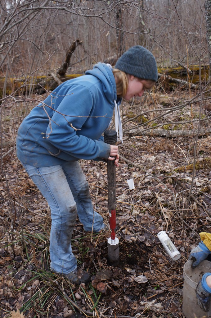 Jessica Moore uses a hammer corer to excavate soils. PVC mesocosms were filled with the soil and placed into the same hole the soil was collected from. A mesocosm laying on the ground here shows the windows lined with stainless steel mesh, which was large enough to allow roots, fungi, and most soil fauna to enter.