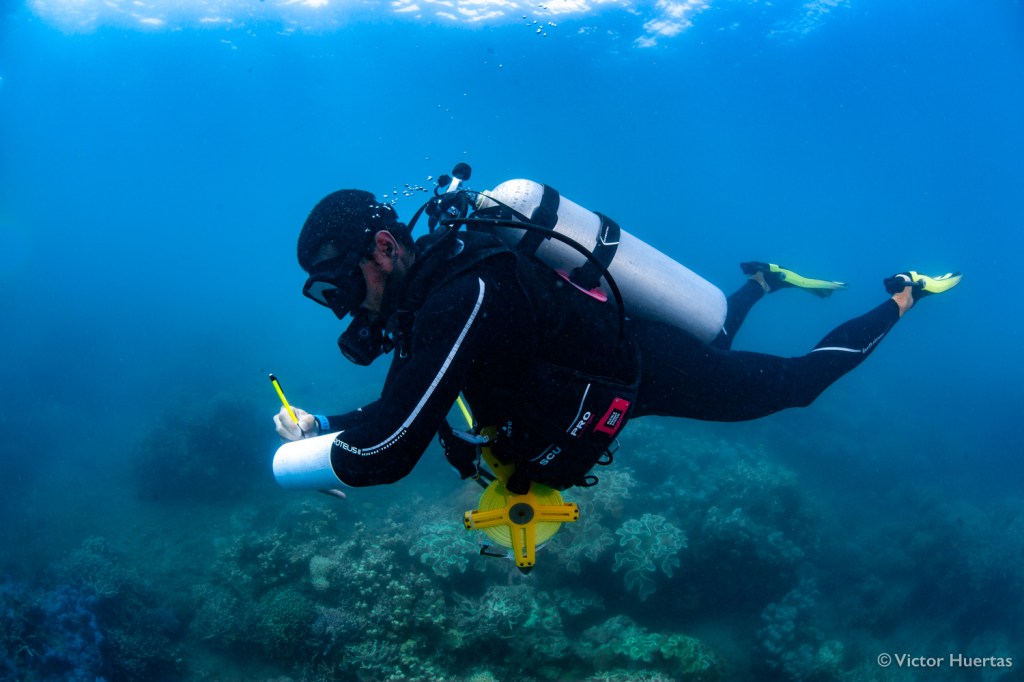 The lead author while counting fish underwater. ‘High-tech’ field gadgets used to collect data for this paper include toilet-grade PVC pipes, school pencils and fibreglass measuring tapes. Photo by Victor Huertas.