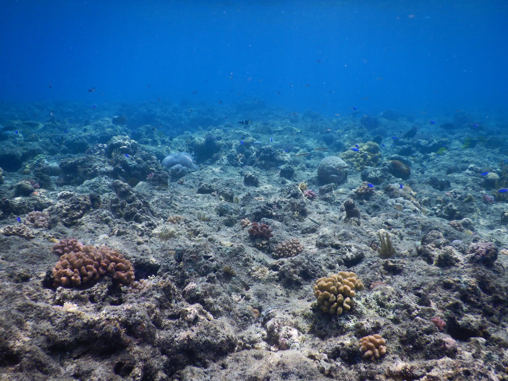 The studied reef has lost most of its coral cover due to two cyclones and two coral bleaching events. Despite some hard and soft coral colonies, most of the reef surface is covered in algal turfs, the favourite food of herbivorous reef fishes. Photo by Renato Morais.