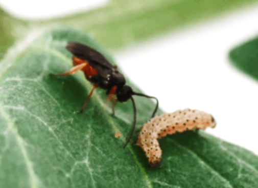 Parasitoid (Microplitis croceipes) and host caterpillar (Helicoverpa zea). Photo credit: Nick Sloff