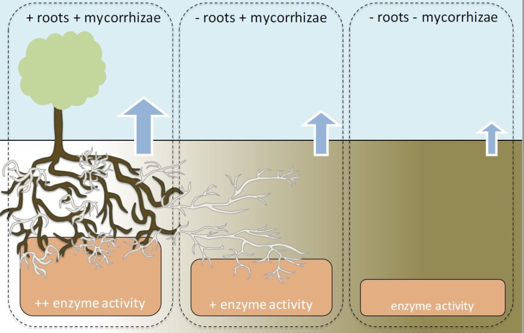 Schematic of hypothesized interactions between roots, mycorrhizal fungi, and soil decomposer microbes. We hypothesized that roots and mycorrhizal fungi would stimulate microbial decomposition of organic matter. In the left panel, roots and mycorrhizal fungi have access to soil and enzymatic activity and CO2 flux (blue arrow) is moderately higher than the middle panel where only mycorrhizal fungi are present, and much higher than the right panel where roots and mycorrhizal fungi are excluded. Schematic was originally published by Moore et al. in Journal of Ecology (DOI 10.1111/1365-2745.12484).