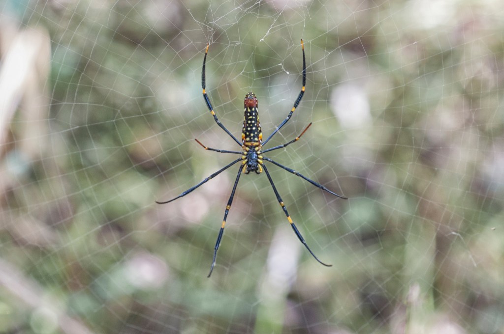 Giant Wood Spider, Nephila pilipes, the study species used in this research as a model for making dummy spiders (photo by Yung-Hau Chang)