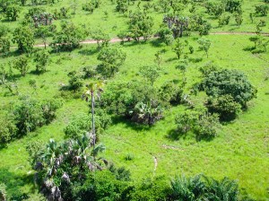 Aerial view showing the patchy structure of the Lamto savanna vegetation. Here, we can see that patches of trees more or less clumped surrounded by open grassy areas. Photo: J. Gignoux
