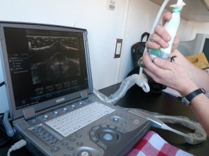 Measuring the pectoral muscle thickness of a snow bunting with an ultrasound machine.