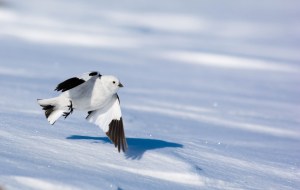 Male snow bunting in breeding plumage (Photo credit: Audrey Le Pogam)