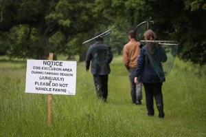 Fawning season in Phoenix Park, Dublin, Ireland (photo by Crispin Rodwell)