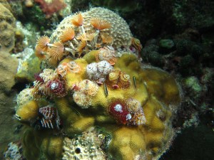 -- Three small cleaner goby (Elacatinus genie) co-inhabit a coral head with sponges and annelids (social feather duster and Christmas tree worms) in The Bahamas. Photo credit: Lillian Tuttle.