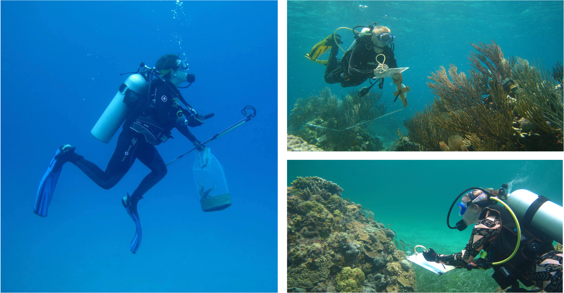 Study co-authors conducting fieldwork in The Bahamas. Counterclockwise from left is Allison Stringer with a live lionfish (Pterois volitans), Robert Lamb conducting a transect survey, and Lillian Tuttle observing cleaning stations at a coral patch reef. Photo credits: Lillian Tuttle, Tim Pusack, and Severin Vaillancourt, respectively.