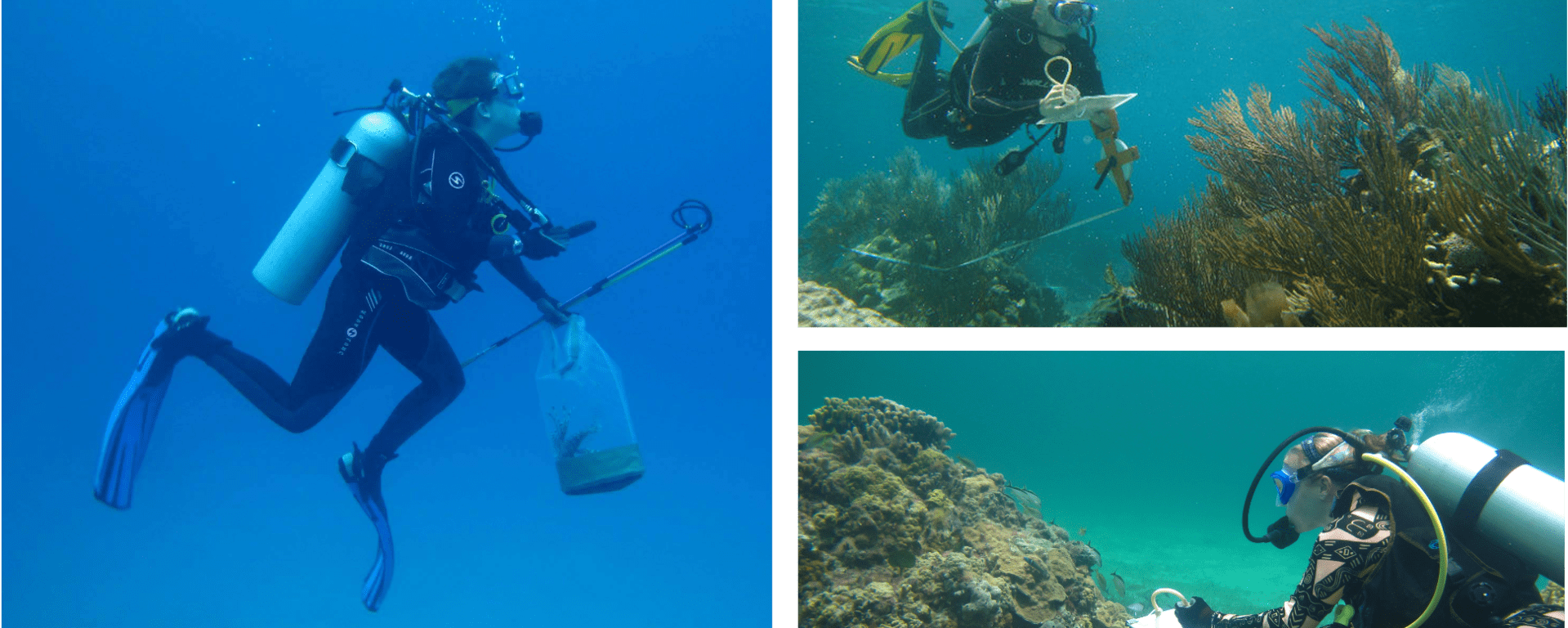 Study co-authors conducting fieldwork in The Bahamas. Counterclockwise from left is Allison Stringer with a live lionfish (Pterois volitans), Robert Lamb conducting a transect survey, and Lillian Tuttle observing cleaning stations at a coral patch reef. Photo credits: Lillian Tuttle, Tim Pusack, and Severin Vaillancourt, respectively.