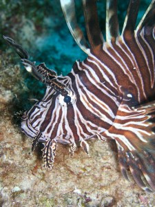 A close-up of an invasive lionfish (Pterois volitans) in The Bahamas. Photo credit: Robert Lamb.