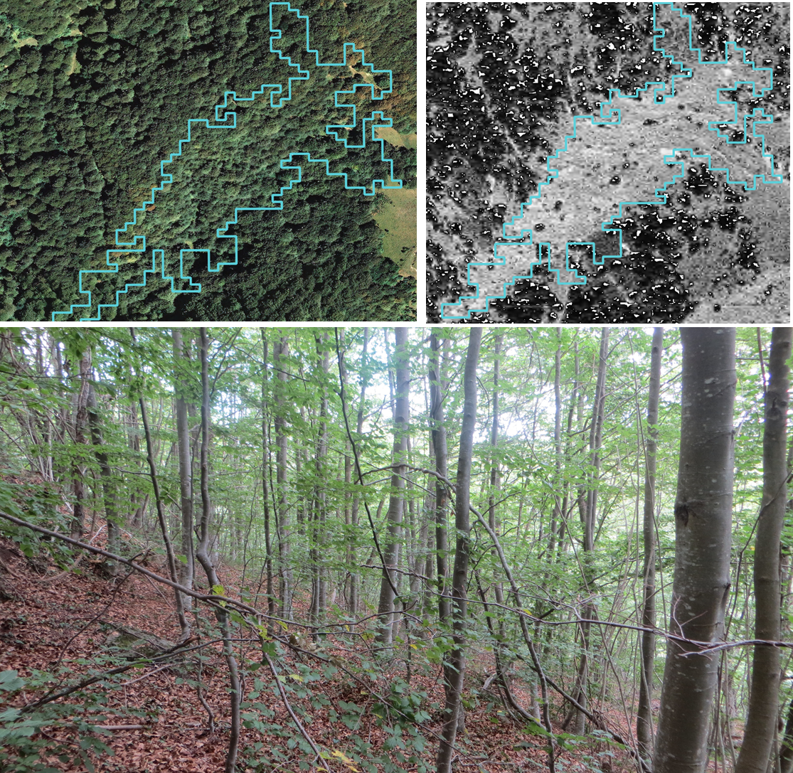 a photo of one of the recent forests included in the study, which also include (in the upper part) the historical orthophotos (pre and post-1950) where it is clear the forest regeneration