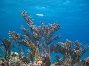 A bar jack (Caranx ruber) swims over a field of soft gorgonian corals near Eleuthera Island in The Bahamas. Photo credit: Lillian Tuttle.