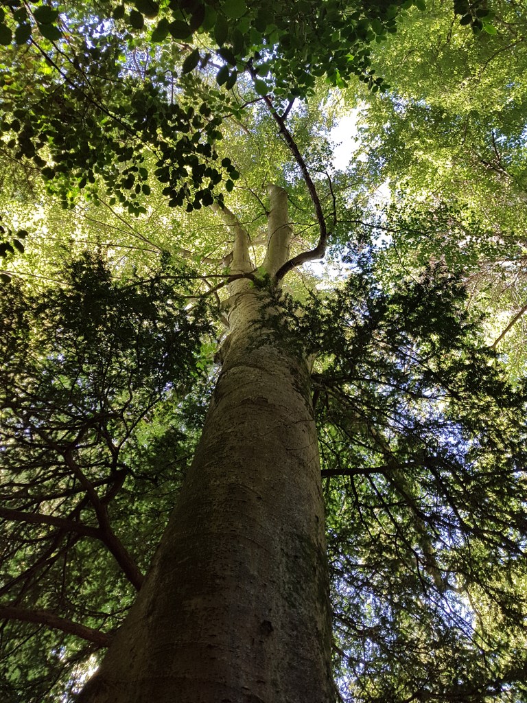 Sainte Baume forest (South-Eastern France)