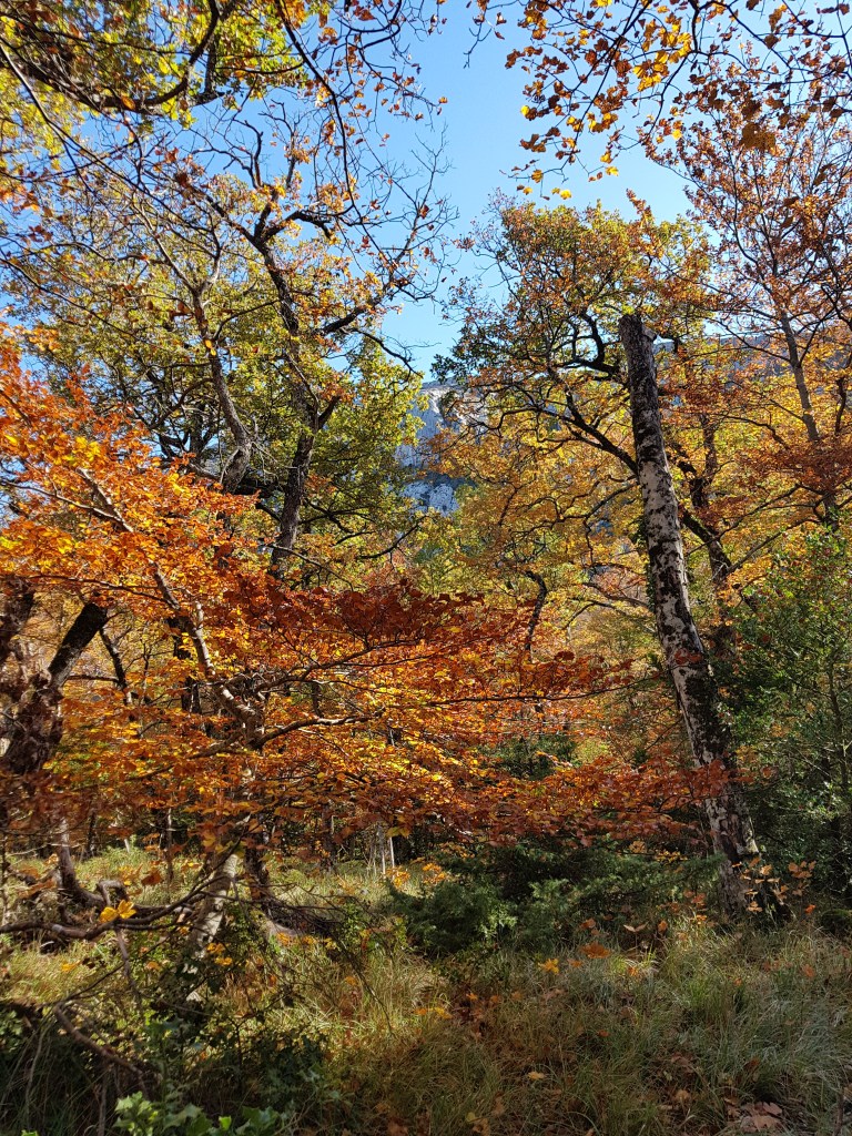 Sainte Baume forest (South-Eastern France)
