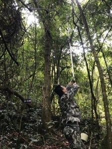 Hao collecting green leaves in a subtropical forest. Photo by Zhenchuan Wang.