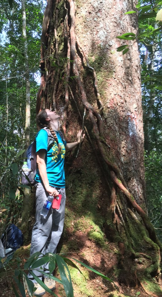 Marveling at the massive size of this Pinus krempfii individual. P. krempfii is a canopy emergent conifer that is endemic to the tropical forests of the Central Highlands of Vietnam. Photo by Kevin Griffin.